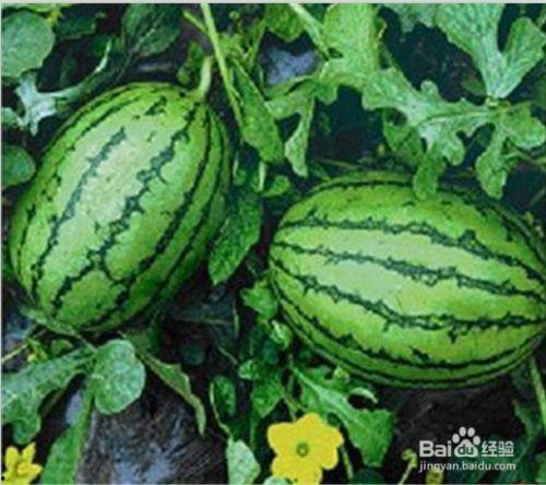 吃瓜网免费官网,畅享海量资讯，轻松获取娱乐热点