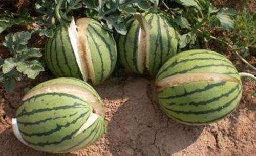 吃瓜星娱乐为什么说人类要吃盐